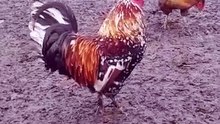 bwak bwak bwak 🐓🎖️ #rooster #chicken #foryourpage