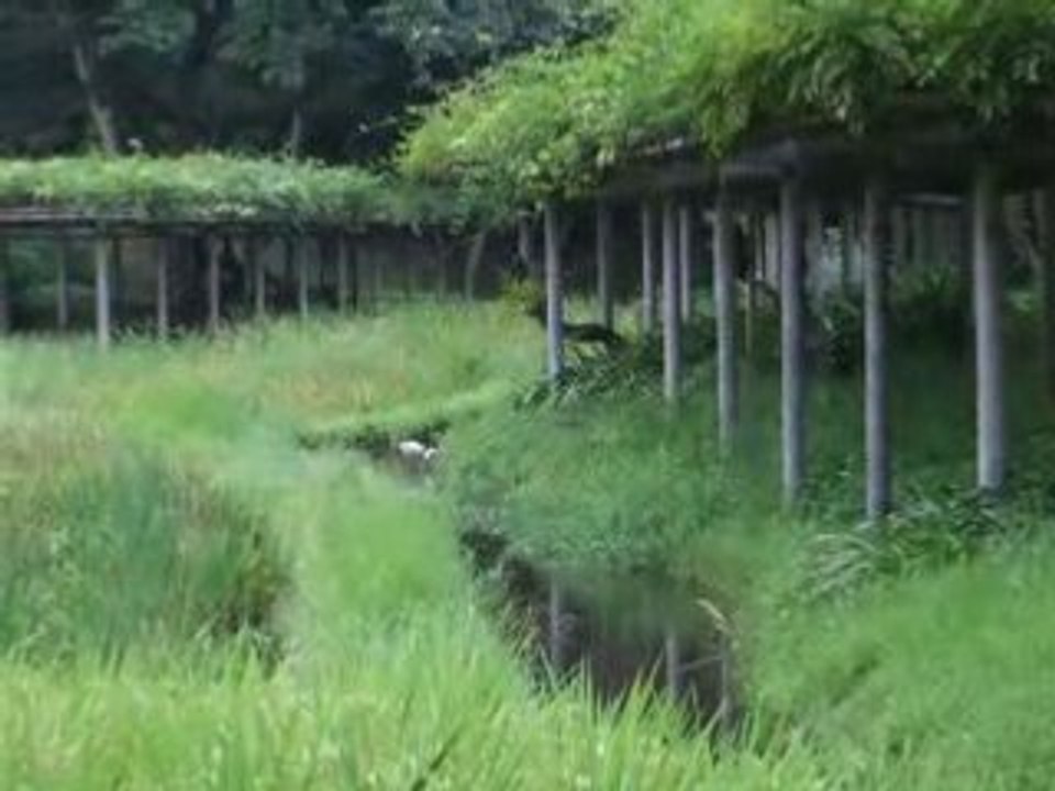 Koishikawakorakuen1