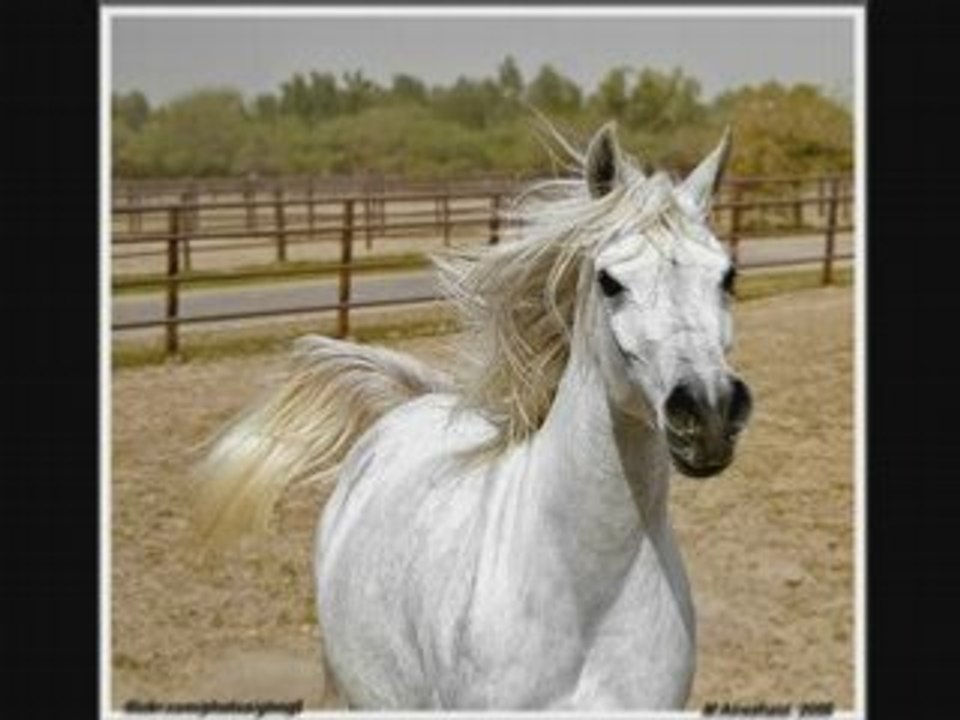 Horses_0001