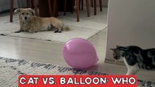 Dog Startles as Cat Unexpectedly Bursts Balloon