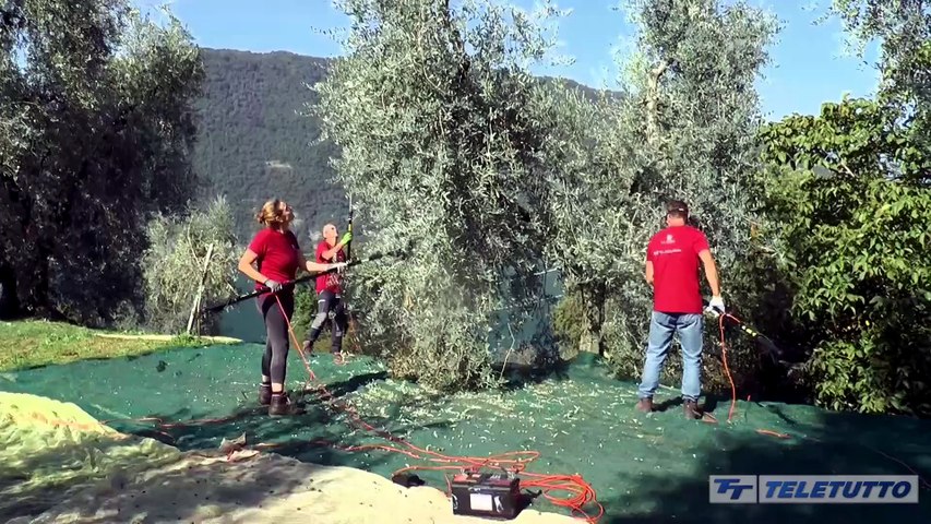 Video News - Olio Sebino: via alla raccolta olive