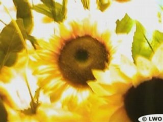 Des tournesols illuminent la nuit (Paris, Nuit Blanche 2007)