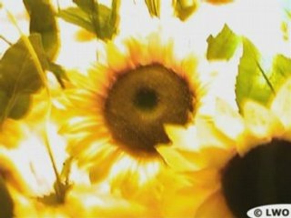 Des tournesols illuminent la nuit (Paris, Nuit Blanche 2007)