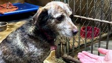 Timid Shelter Dog Takes Its First Brave Steps Toward Trust 🐶🐾