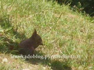 Eté 2008 - Colline aux marmottes
