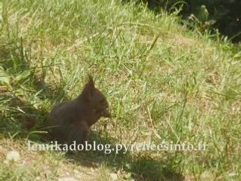 Eté 2008 - Colline aux marmottes