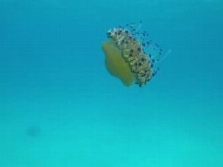 Meduse (oeuf au plat)