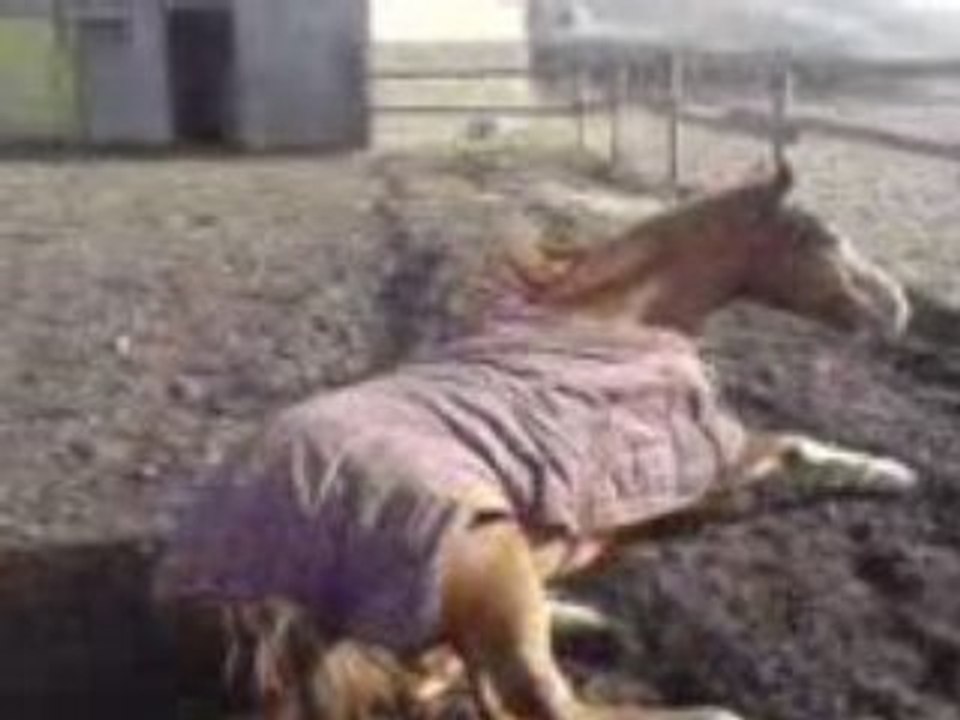 Cheval se roule