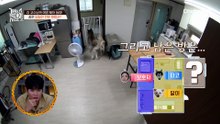 작고 귀여운 솜뭉치가 '일진'이래요...;; 비숑 로제의 숨겨진 본모습?