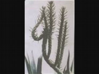 L'Unicité de Dieu (7ème partie)