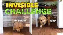 Golden Retriever Reacts to the Invisible Challenge | Funny Dog Reaction