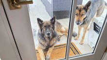 Two German Shepherds Show Up And Choose Their Family