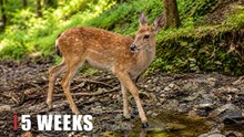Spotted Deer Returns to a Forest Creek | Hidden Wildlife Camera