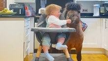 Toddler’s Pony Best Friend Joins Her For Dinner