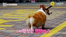 [예고] 우리집에 '도둑'이 산다? 살림살이 훔쳐가는 괴도견의 등장;;