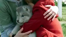 The Wolf Who Keeps Pretending To Be A Dog  - Full HD Sub English
