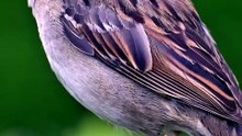 VOCÊ CONHECE O TICO-TICO? #TicoTico #ZonotrichiaCapensis #Passaros #AvesDoBrasil #CuriosidadesDosPassaros