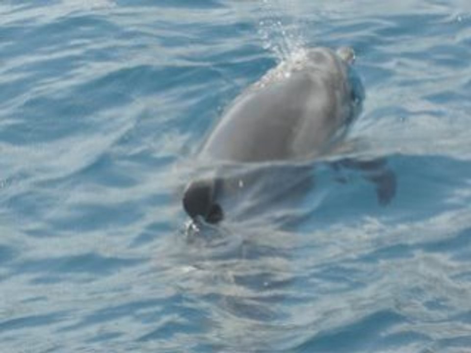 OVS REUNION BALEINES ET DAUPHINS