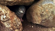 Little Penguins Granite Island