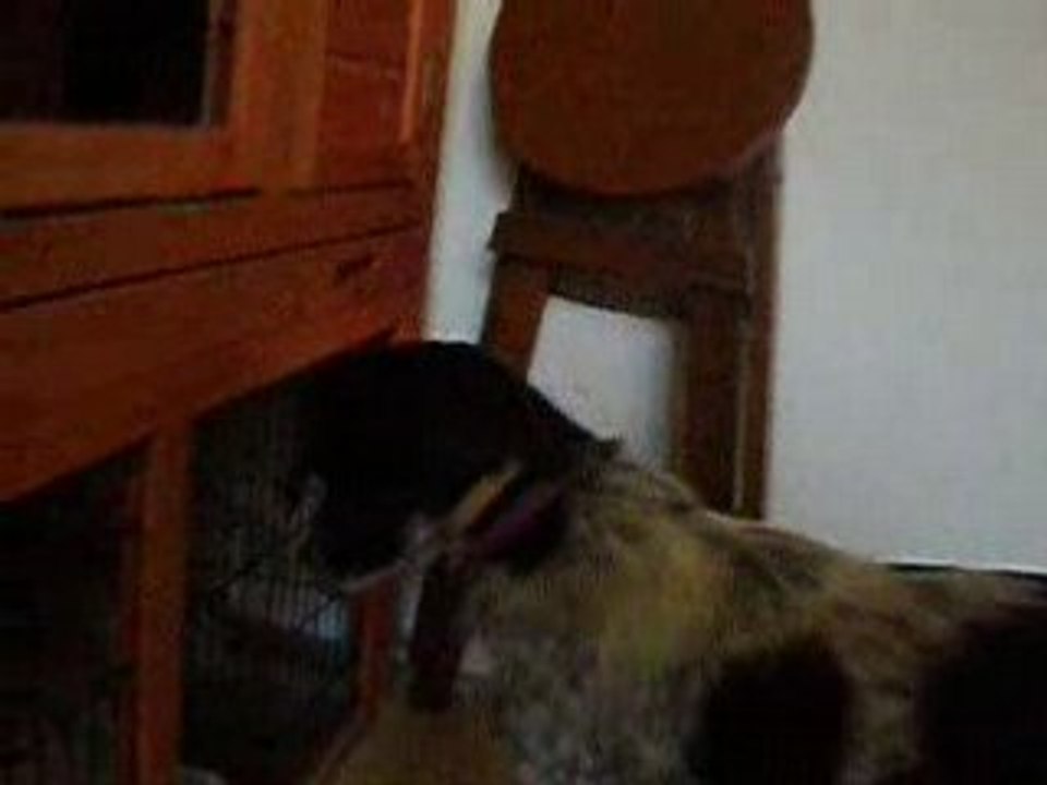 chien lapin jour 1 : l'obsession
