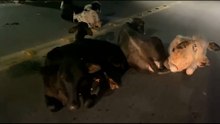 Bois deitam no meio da rua e cena chama atenção de moradores em Cariacica