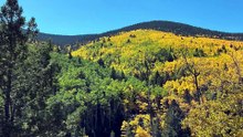 Autumn Answers