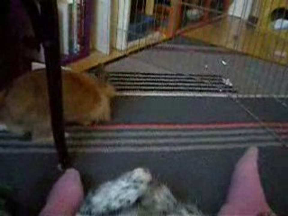 chien lapin jour 2 : l'indifférence