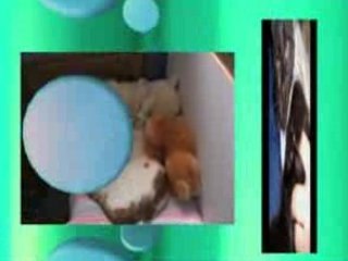 cats funny (trop trop fun)