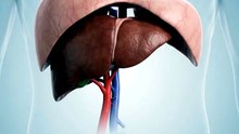 Your liver has a surprisingly unusual blood supply.