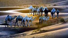 قصص وقصائد بنيه الجربا الشيخ عبدالكريم الجربا