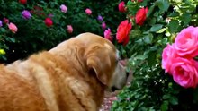 Max the Senior Dog Gets a Second Chance 🐾 | Animal Rescue