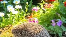 Hazel the Baby Hedgehog Stuck in the Flower Pot 🐾 | Animal Rescue