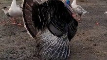 Who do you think has won_ 🤔🤭 #turkey #fy #fightclub