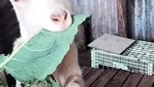 Life is so much better with goats around 🐐💖 #fypage #goat #goatsoftiktok