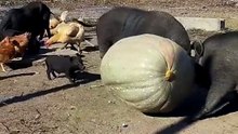 damn lady pig, you could give a feast with that 😅 #pig #funny #pumpkin
