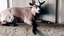 gentlegoat 🐐😎 #goat #gentleman #funny