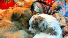 🥰 Two Bonded Rescue Pups Sharing One Blanket — Finally Safe 🐾