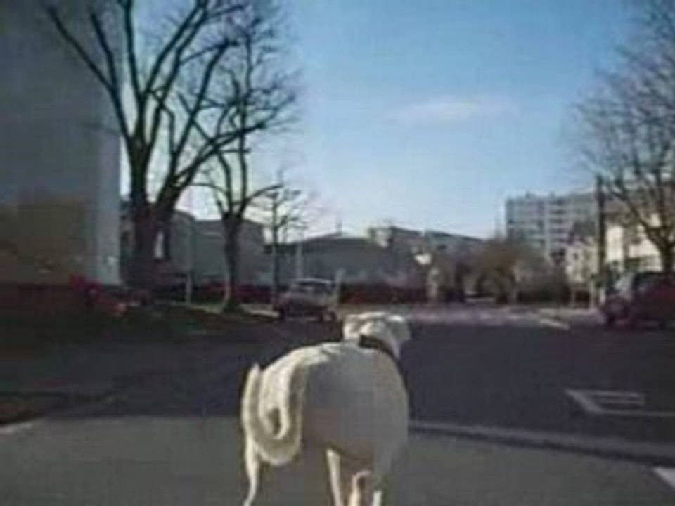 Flycos dog sport_0001