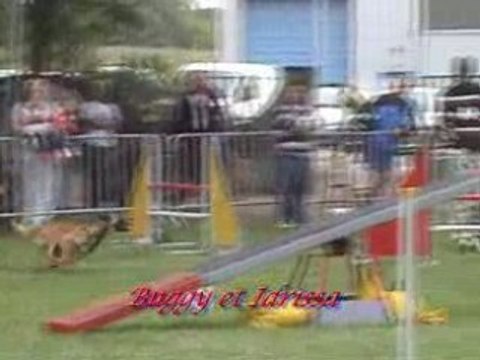 Agility (Concours Distroff 2008 )