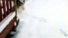 Rescued Husky Sees Snow for the First Time ❄️ Pure Joy 🐾