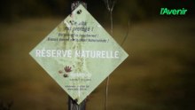 Une balade familiale au cœur des marais de Heinsch, un écrin naturel aux portes d’Arlon