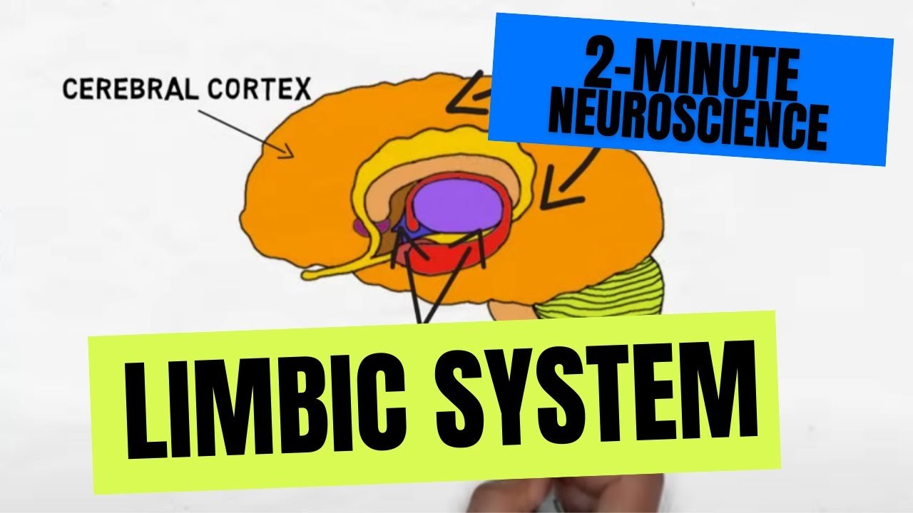 2-Minute Neuroscience: Limbic System Explained | Emotion, Memory ...