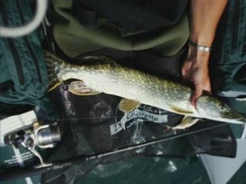 brochets et perches au leurre