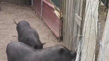 Who knew that tantrums weren_t exclusive to mini humans_ yeah... pigs also do it 🐽🤭