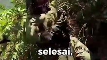 hewan berbahaya