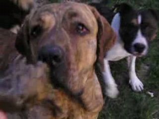 jeux de chiens