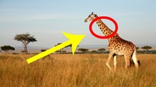 Baby Giraffes Sleep With Their Heads on Their Rumps | Animal Sleep Facts