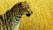 Full speed. Zero mercy. One unbelievable escape 🐆💨