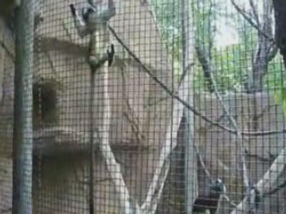 Cincinnati's Zoo