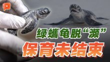 绿蠵龟告别“濒危” 沙巴保育人员不敢停下脚步